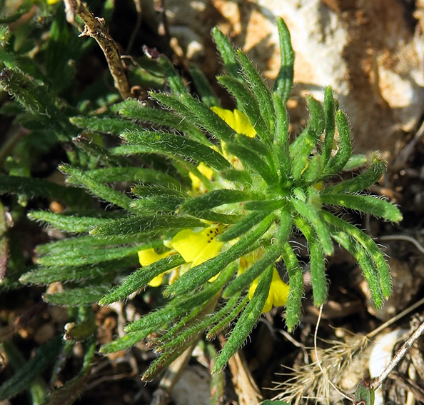 Ajuga9