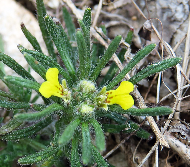 Ajuga9b