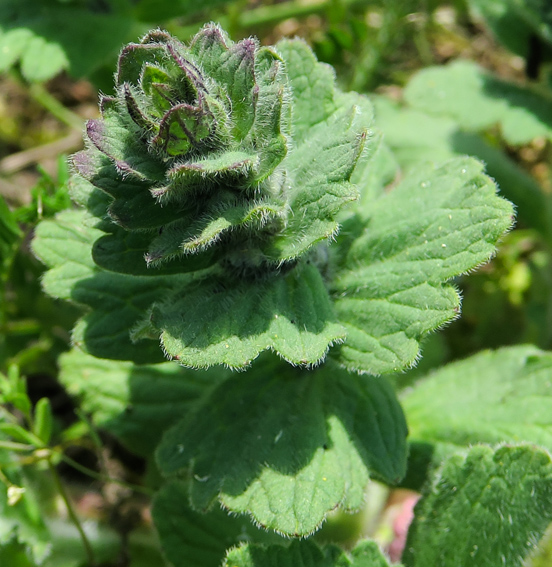 Ajuga0