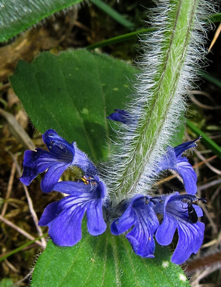 Ajuga1b