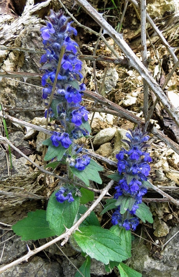 Ajuga1a