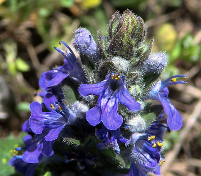 Ajuga4a1