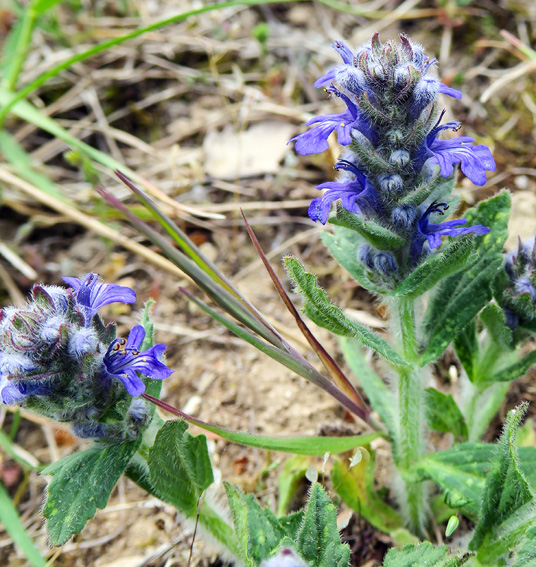 Ajuga1