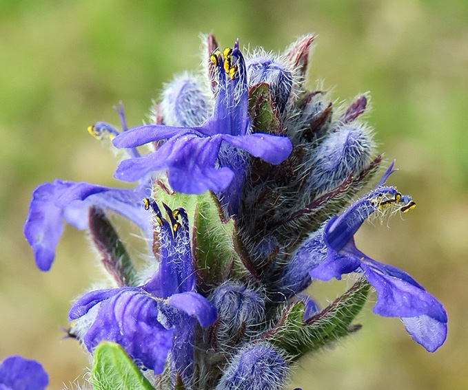 Ajuga4