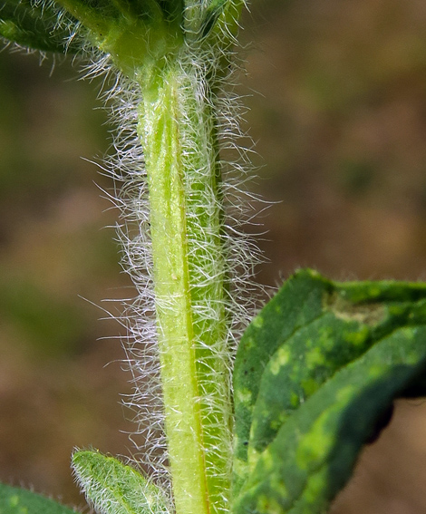 Ajuga4a