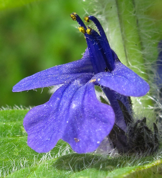 Ajuga3