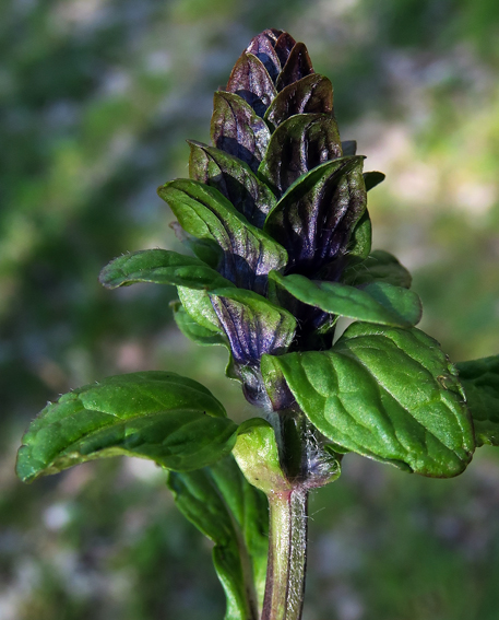 Ajuga5