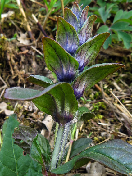 Ajuga5b