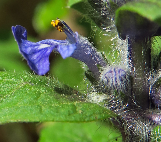 Ajuga7f