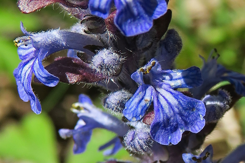 Ajuga7b