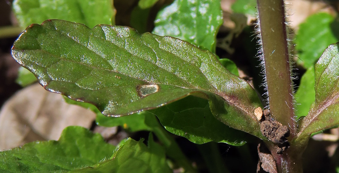 Ajuga6