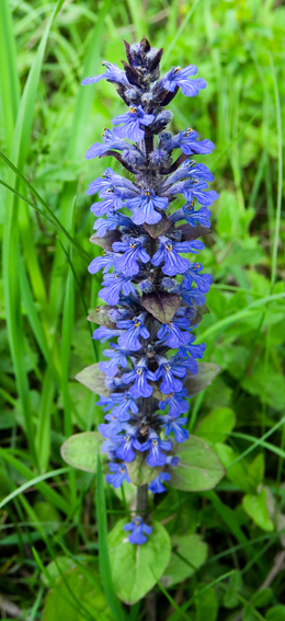 Ajuga7d