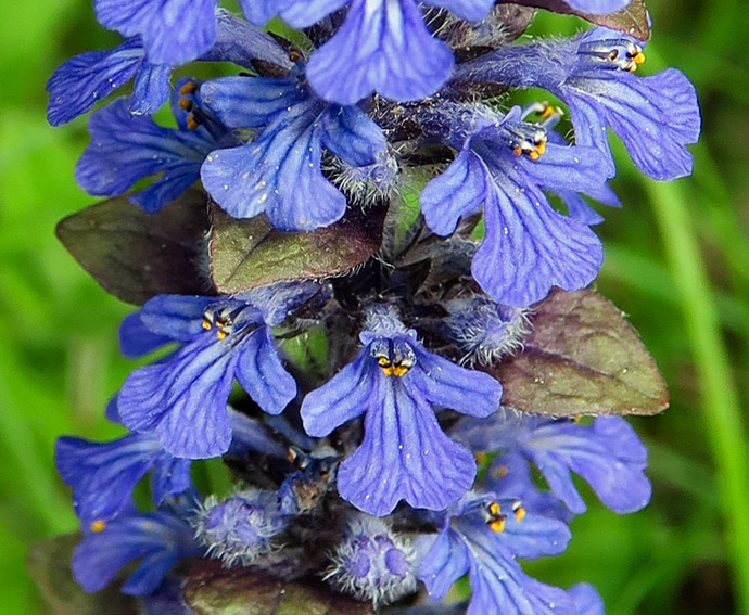 Ajuga7e