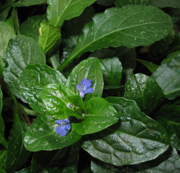 Ajuga4b