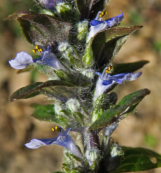 Ajuga7