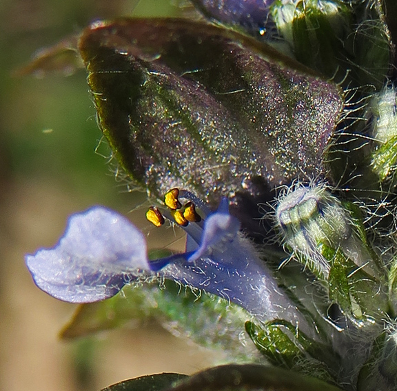 Ajuga7c