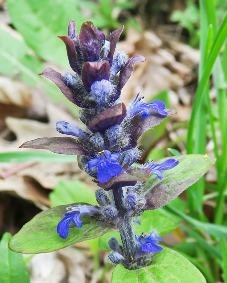 Ajuga5a