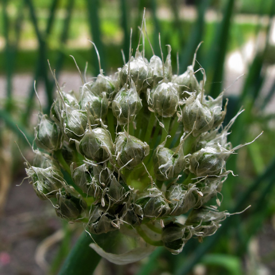 Allium12