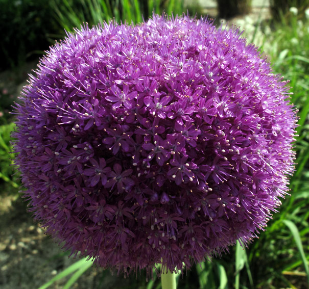 Allium16