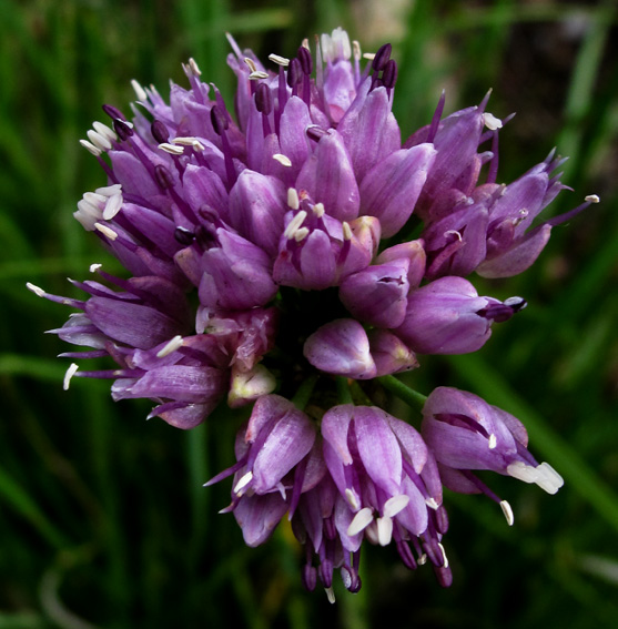 Allium13