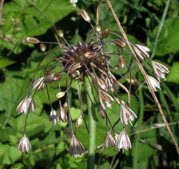 Allium1a