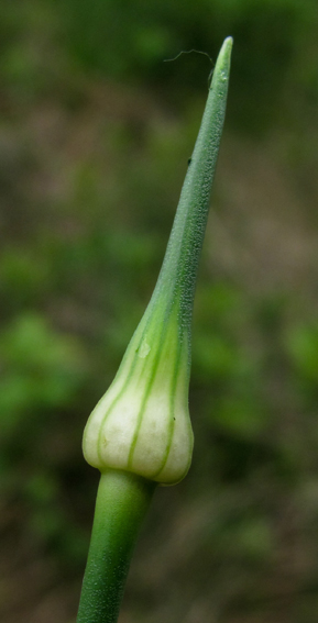 Allium0