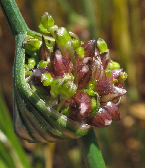 Allium0b