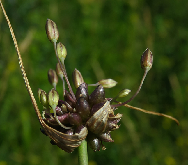 Allium3c