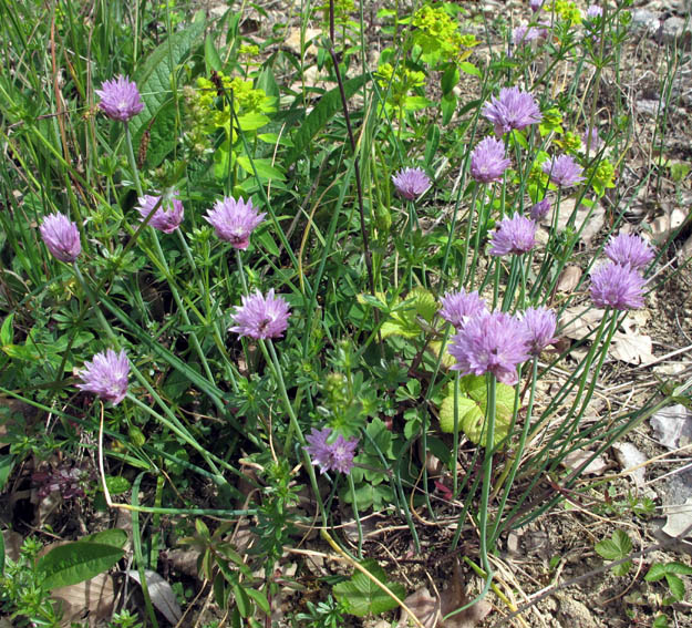 Allium8