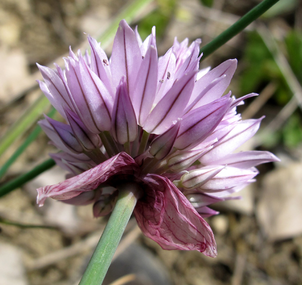 Allium8b