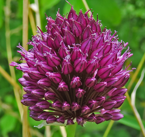 Allium7d