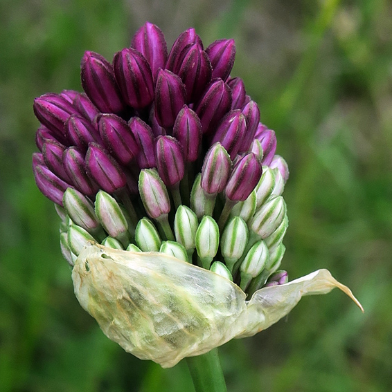 Allium7b