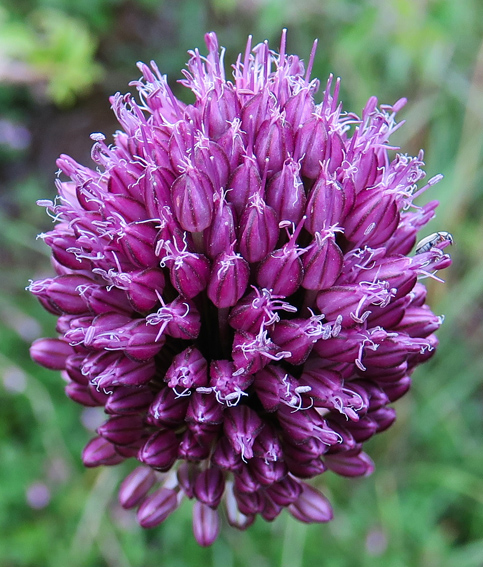 Allium7c