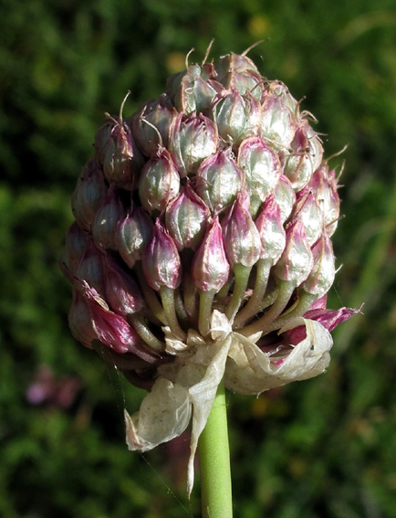 Allium7a