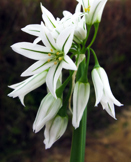 Allium11b