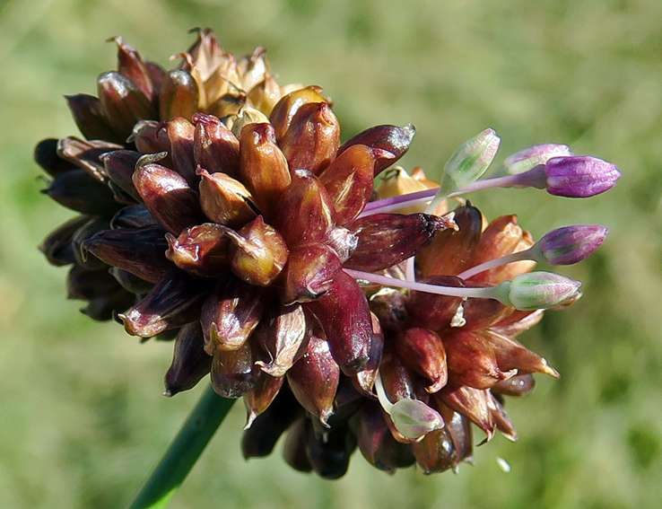 Allium5b