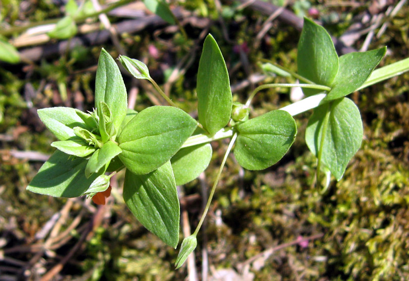 Anagallis1