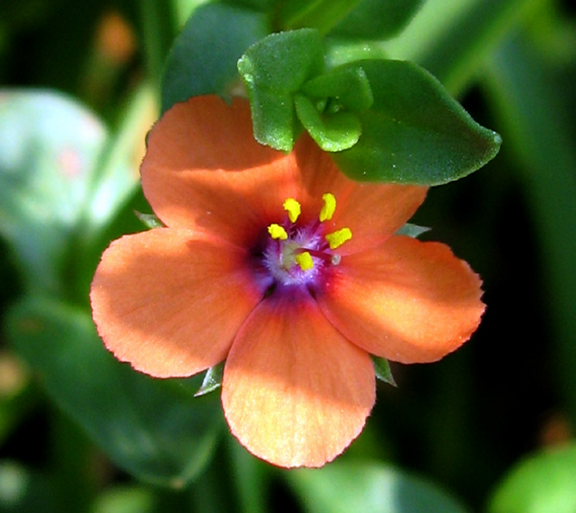 Anagallis3