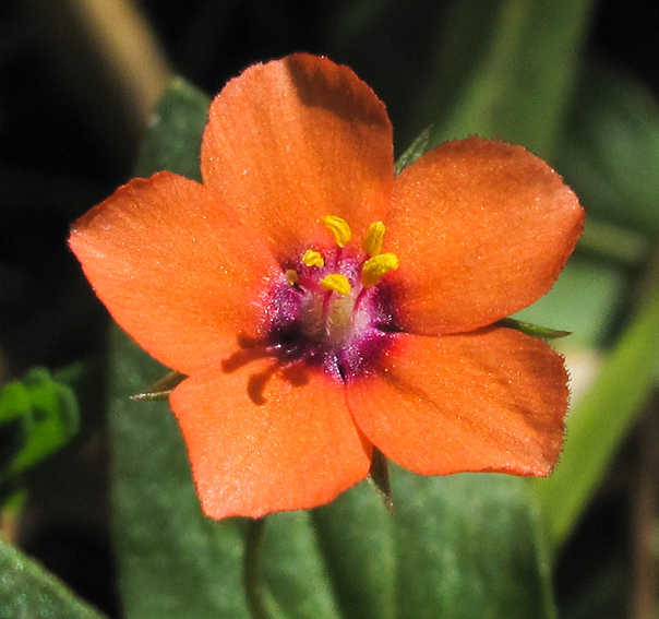 Anagallis2a