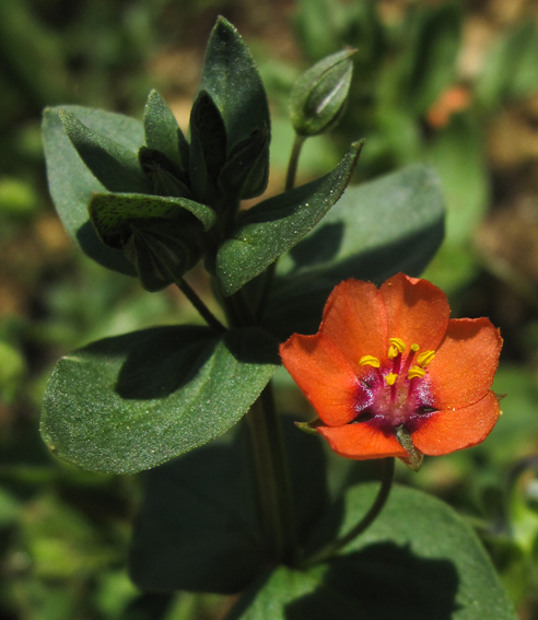 Anagallis3a