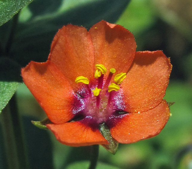 Anagallis3b