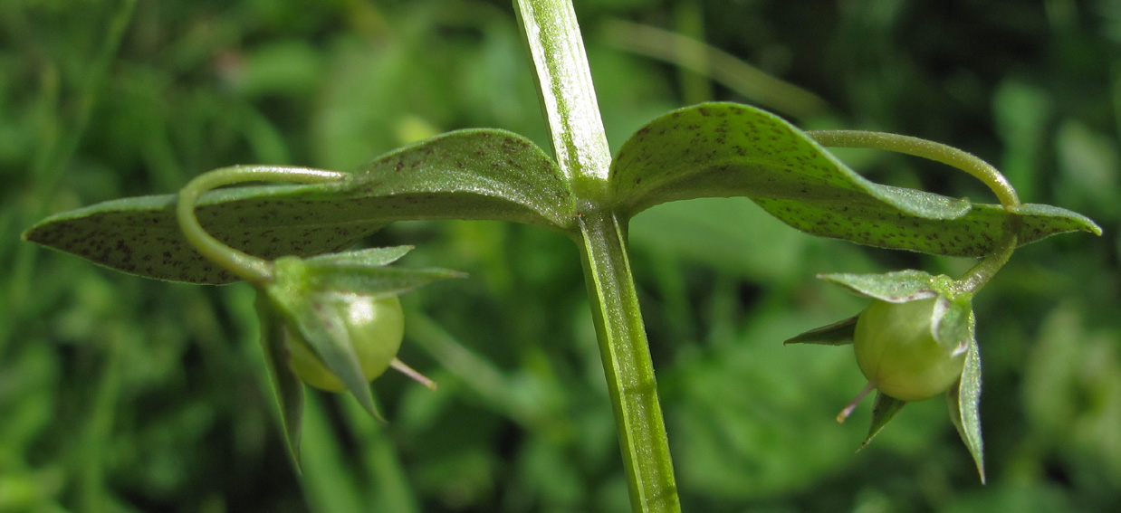 Anagallis8