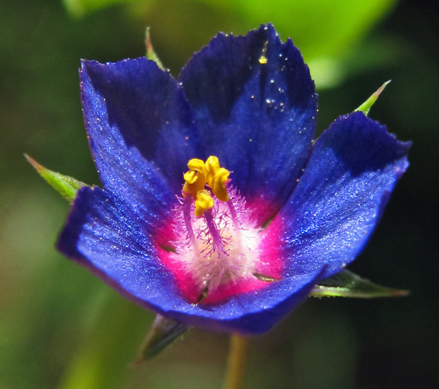 Anagallis7b