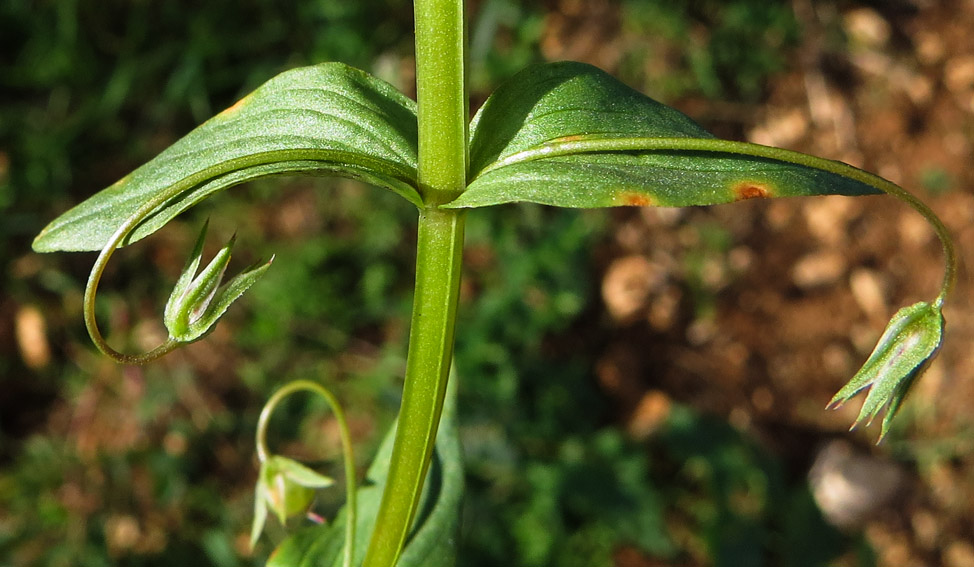 Anagallis7c