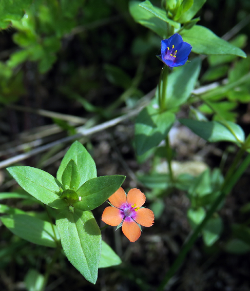 Anagallis0