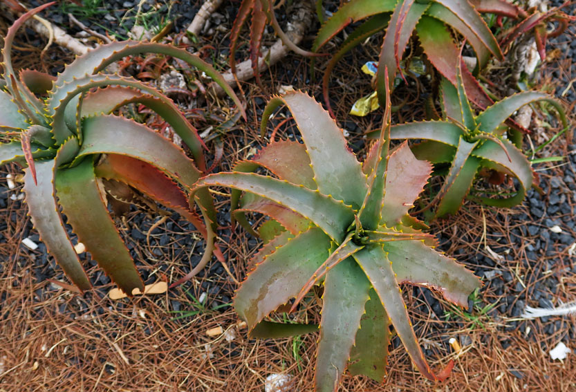 Aloe1