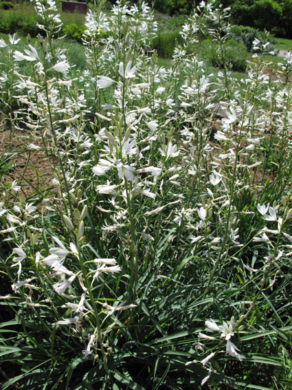 Anthericum6