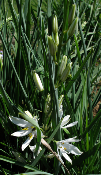 Anthericum7