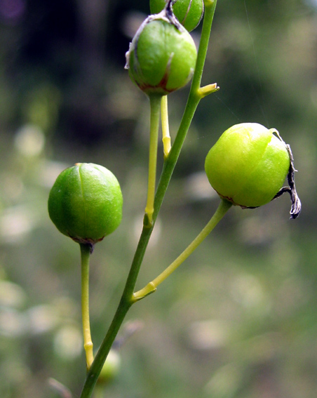 Anthericum5