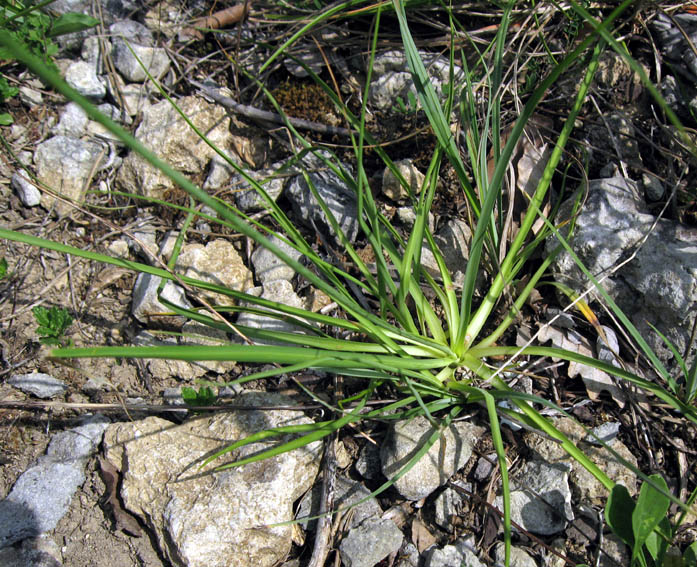 Anthericum1